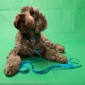 Dog Lead