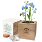 Essential Desktop Cube Garden